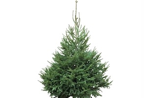 echte kerstboom online kopen
