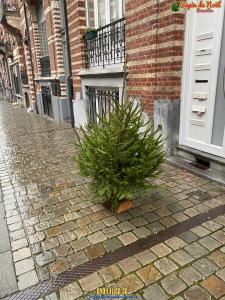 20-12-2019 07:40 - sapin nordmann belge livraison de sapin Bruxelles-Ville