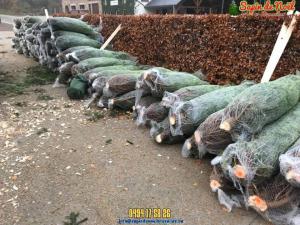 26-11-2019 21:58 - sapin nordmann belge livraison de sapin Forest