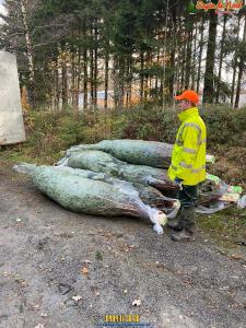 26-11-2019 16:07 - sapin nordmann belge livraison de sapin Forest