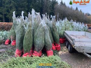 26-11-2019 16:07 - sapin nordmann belge livraison de sapin Forest