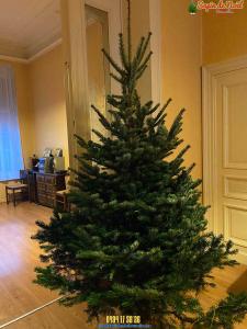 20-12-2019 07:40 - sapin nordmann belge livraison de sapin Genappe