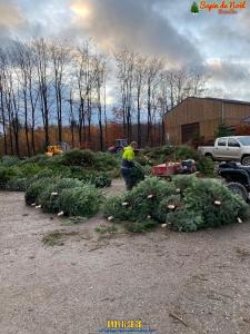 26-11-2019 16:07 - sapin nordmann belge livraison de sapin Genappe