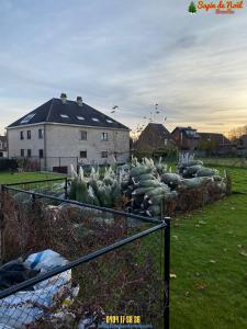 26-11-2019 16:07 - sapin nordmann belge livraison de sapin Ixelles