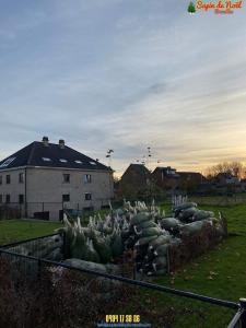 26-11-2019 16:07 - sapin nordmann belge livraison de sapin Koekelberg